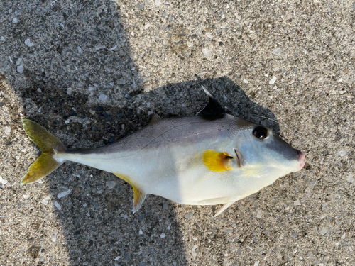 ギマの釣果