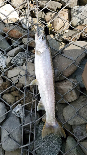 アメマスの釣果