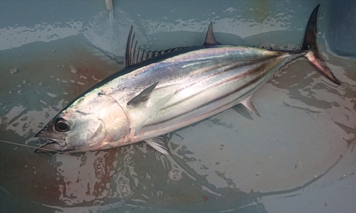 カツオの釣果