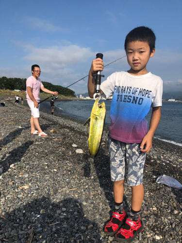 シイラの釣果