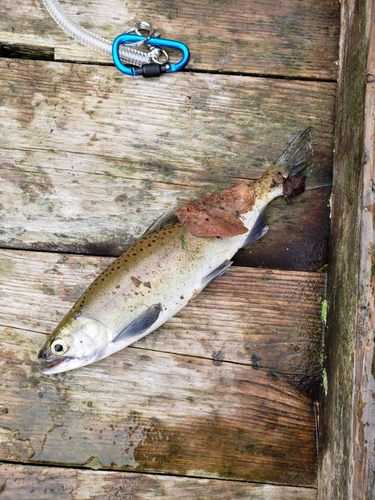 ヒメマスの釣果