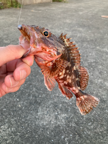 カサゴの釣果