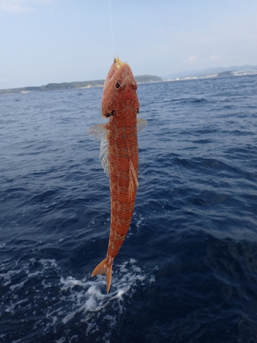 アカエソの釣果