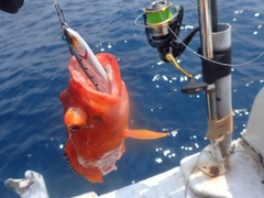 アカハタの釣果