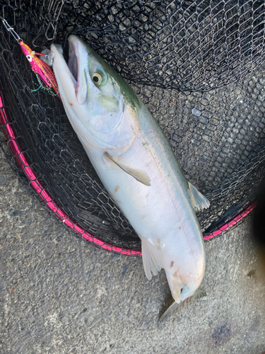 カラフトマスの釣果