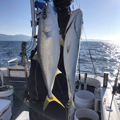 ハマチの釣果