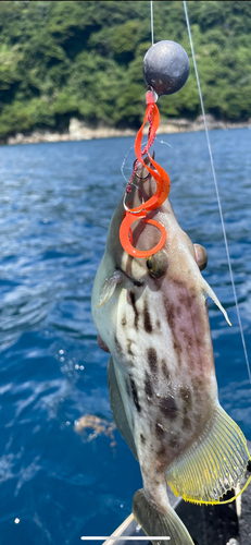 カワハギの釣果