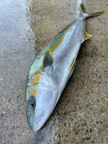 ヒラマサの釣果