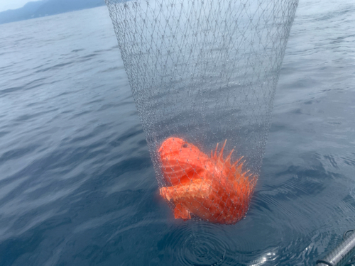 オニカサゴの釣果