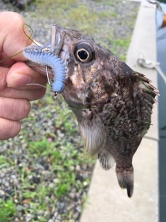 クロソイの釣果