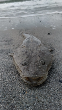 マゴチの釣果