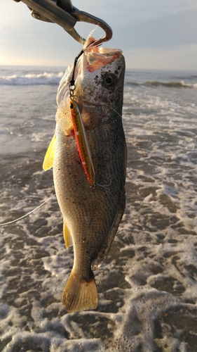 イシモチの釣果