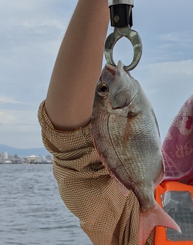 チャリコの釣果