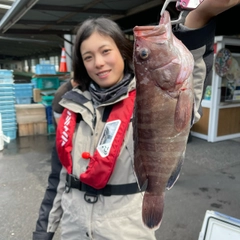 マハタの釣果