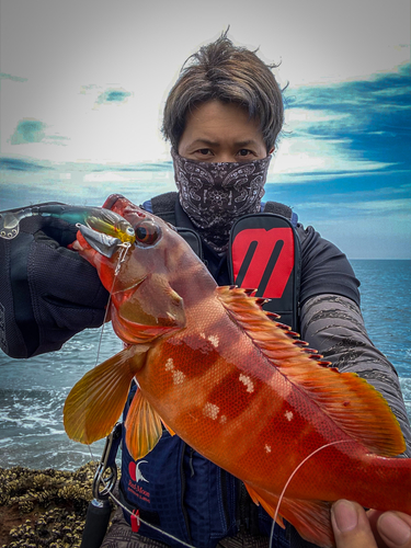 アカハタの釣果