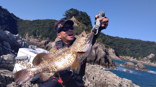 チャイロマルハタの釣果