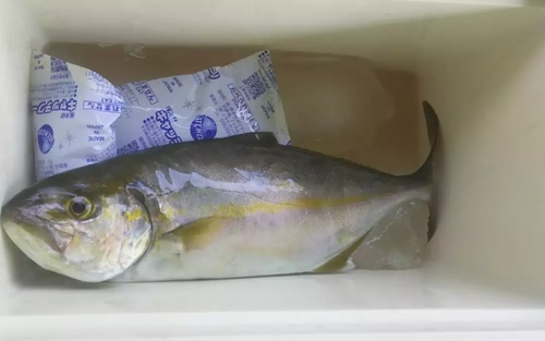 カンパチの釣果