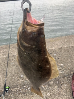 ヒラメの釣果