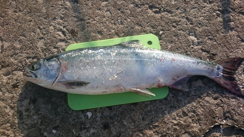 カラフトマスの釣果