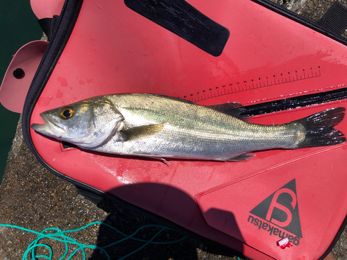 ハネ（マルスズキ）の釣果