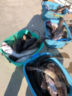 タラの釣果