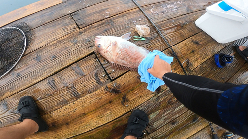 タイの釣果