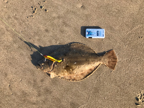 ヒラメの釣果