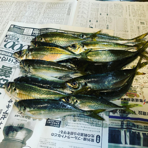 アジの釣果