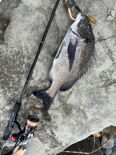 チヌの釣果