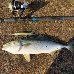 イナダの釣果