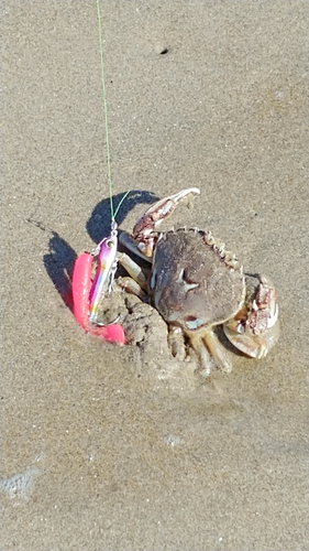 カニの釣果