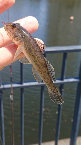 ハゼの釣果