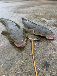 マゴチの釣果