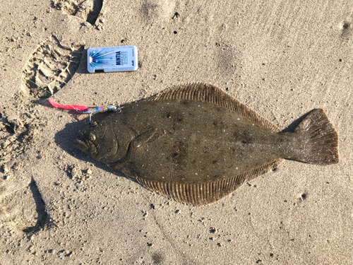 ヒラメの釣果