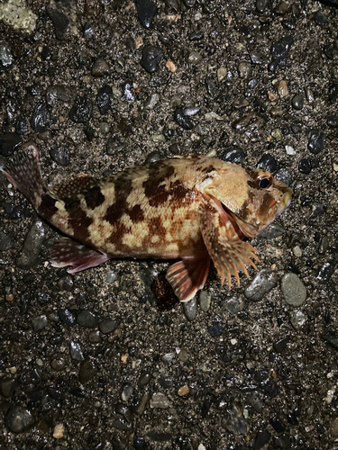 カサゴの釣果