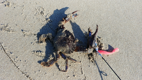 カニの釣果