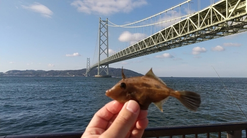 カワハギの釣果