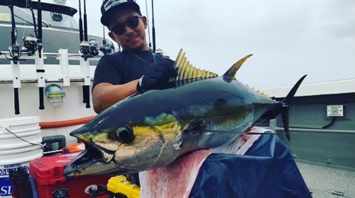 キハダマグロの釣果