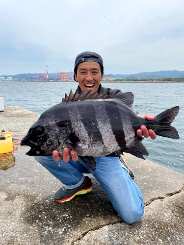 イシダイの釣果