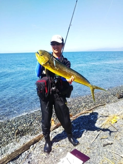 シイラの釣果