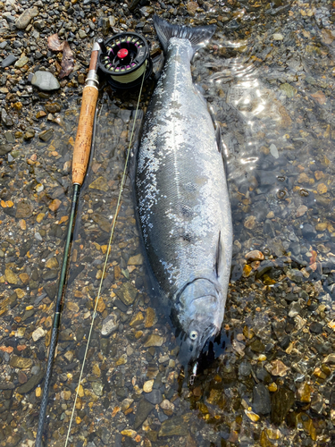 釣果