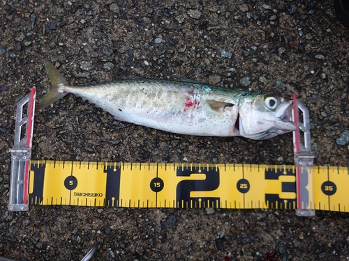 サバの釣果