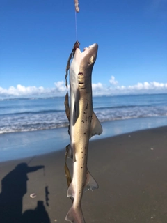 ホシザメの釣果