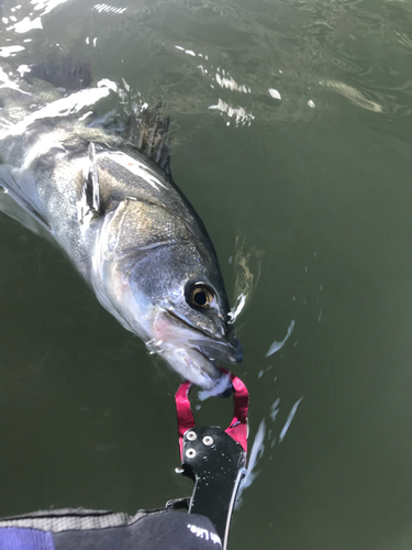 セイゴ（マルスズキ）の釣果