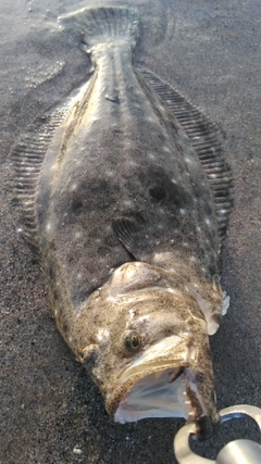 ヒラメの釣果