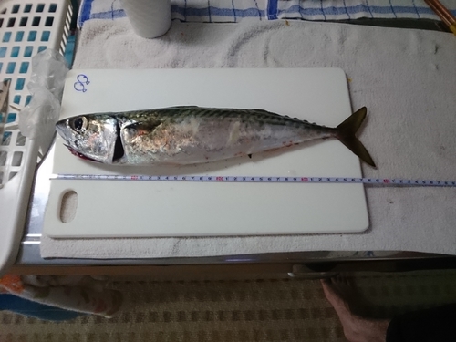 マサバの釣果