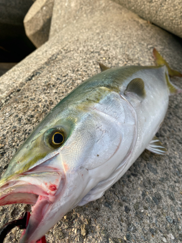 メジロの釣果