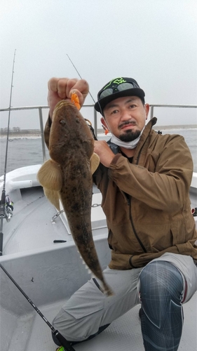 マゴチの釣果