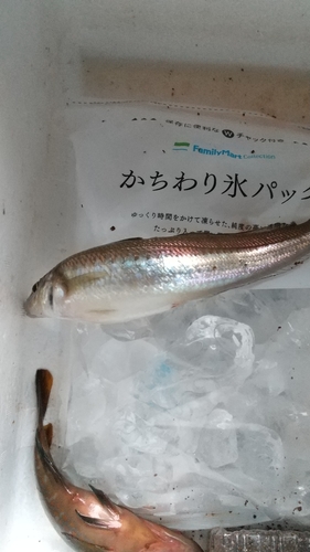 キスの釣果