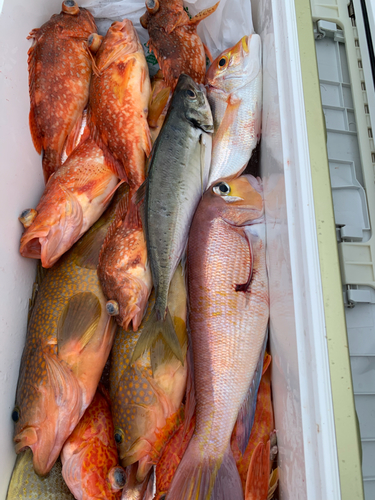 アマダイの釣果